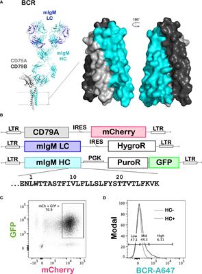 Deep mutational scanning reveals transmembrane features governing surface expression of the B cell antigen receptor